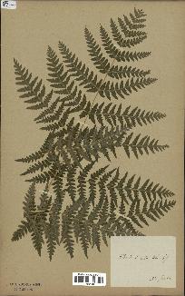 spécimen de Histiopteris incisa