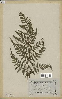 spécimen de Histiopteris incisa