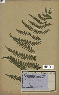 spécimen de Histiopteris incisa