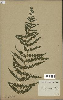spécimen de Histiopteris incisa