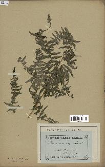 spécimen de Histiopteris incisa