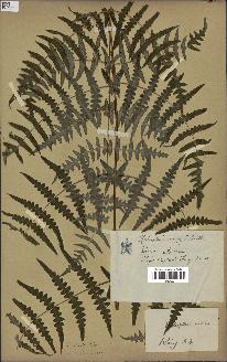 spécimen de Histiopteris incisa