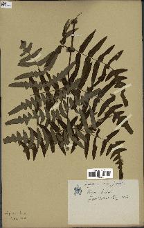 spécimen de Histiopteris incisa