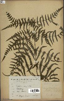 spécimen de Histiopteris incisa