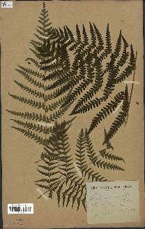 spécimen de Histiopteris incisa