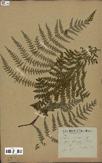 spécimen de Histiopteris incisa
