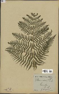 spécimen de Histiopteris incisa