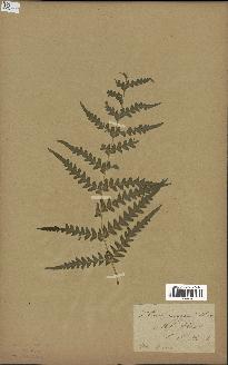 spécimen de Histiopteris incisa