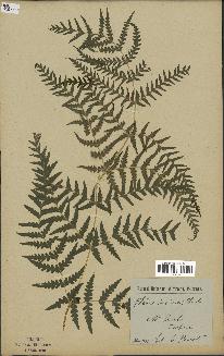spécimen de Histiopteris incisa
