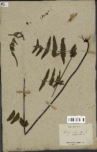 spécimen de Histiopteris incisa