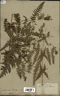 spécimen de Histiopteris incisa