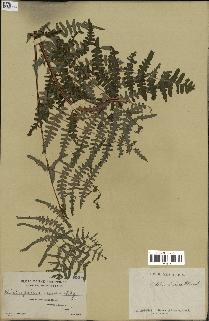 spécimen de Histiopteris incisa