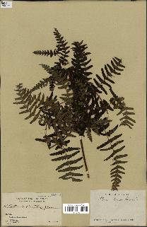 spécimen de Histiopteris incisa
