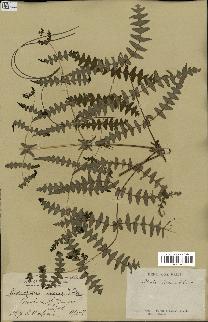 spécimen de Histiopteris incisa