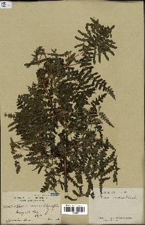 spécimen de Histiopteris incisa