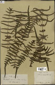 spécimen de Histiopteris incisa