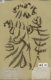 spécimen de Histiopteris incisa
