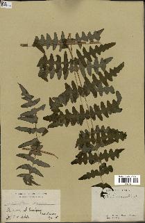 spécimen de Histiopteris incisa