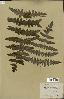 spécimen de Histiopteris incisa