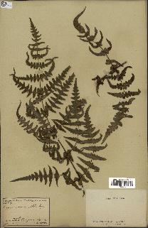 spécimen de Histiopteris incisa