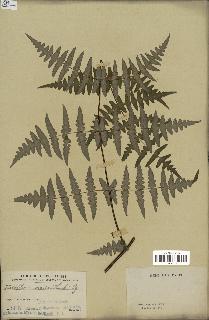 spécimen de Histiopteris incisa