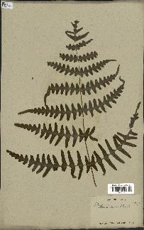 spécimen de Histiopteris incisa