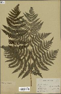 spécimen de Histiopteris incisa