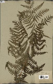 spécimen de Histiopteris incisa