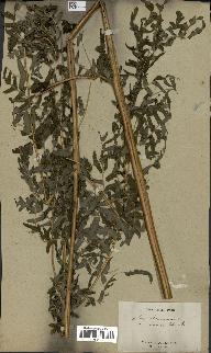 spécimen de Histiopteris incisa