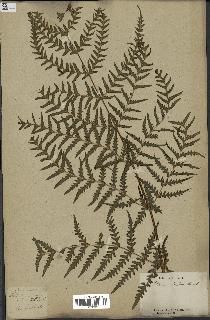 spécimen de Histiopteris incisa