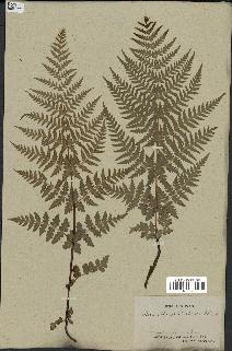 spécimen de Histiopteris incisa