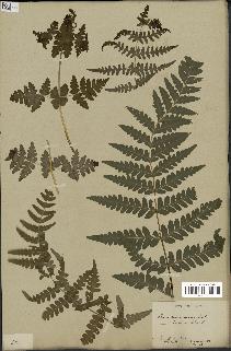 spécimen de Histiopteris incisa
