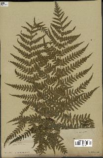 spécimen de Histiopteris incisa