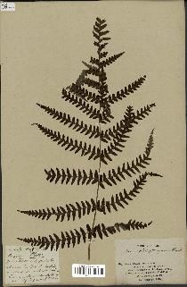 spécimen de Histiopteris incisa