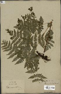 spécimen de Histiopteris incisa