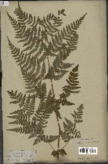 spécimen de Histiopteris incisa