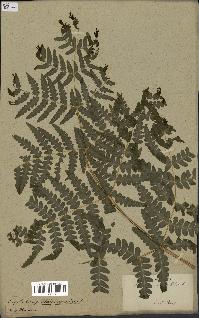 spécimen de Histiopteris incisa