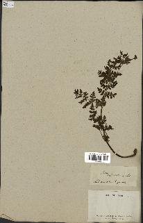 spécimen de Histiopteris incisa