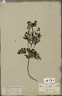 spécimen de Histiopteris incisa