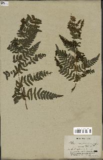 spécimen de Histiopteris incisa