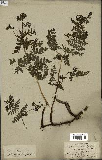 spécimen de Histiopteris incisa