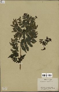spécimen de Histiopteris incisa