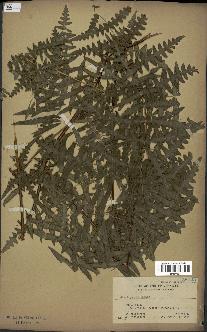 spécimen de Histiopteris incisa