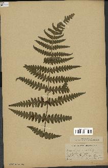 spécimen de Histiopteris incisa