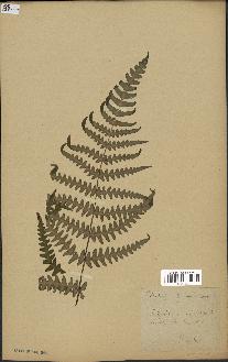 spécimen de Histiopteris incisa