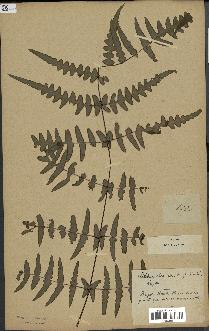 spécimen de Histiopteris incisa