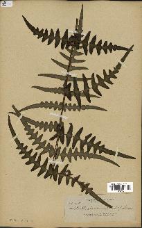spécimen de Histiopteris incisa