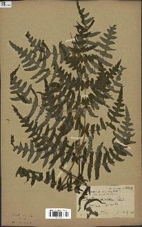 spécimen de Histiopteris incisa