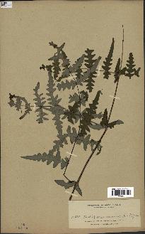 spécimen de Histiopteris incisa