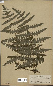 spécimen de Histiopteris incisa